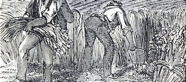 wheat history