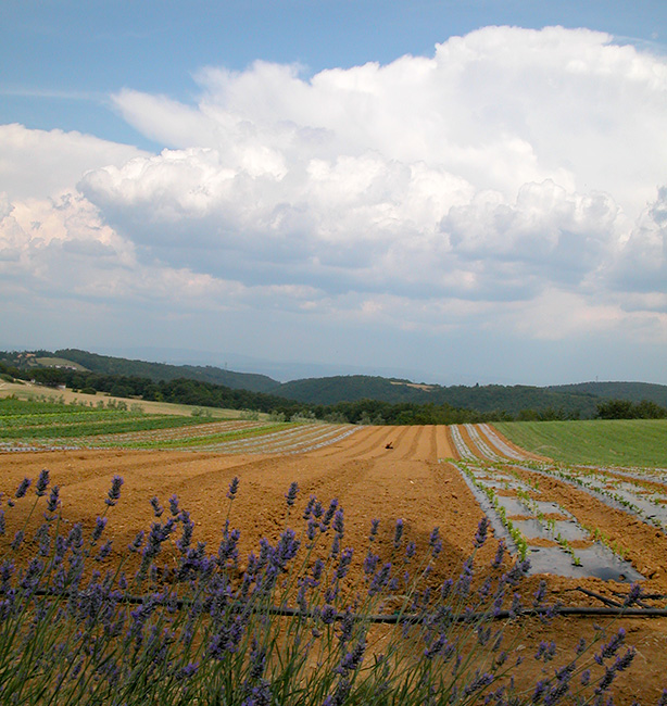 Poggio di Camporbiano