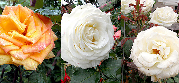 floracult rose