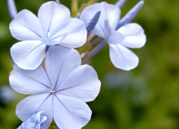 fiori azzurri