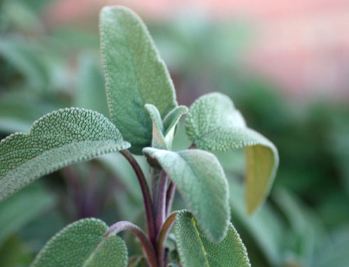 Salvia officinalis: umile, generosa e sacra