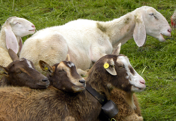 pecore e agnelli