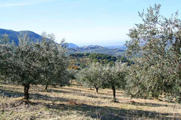 scandriglia — olivi