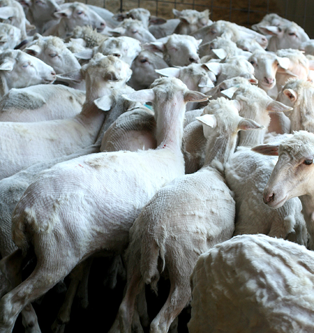 tosatura delle pecore