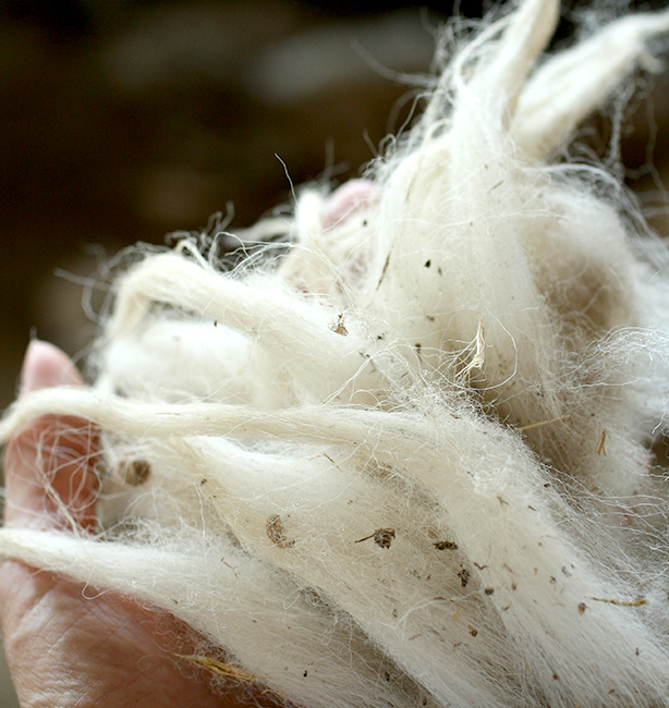 lana appena tosata