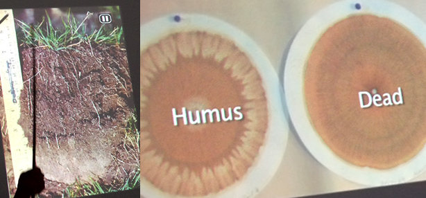 Humus biodinamica