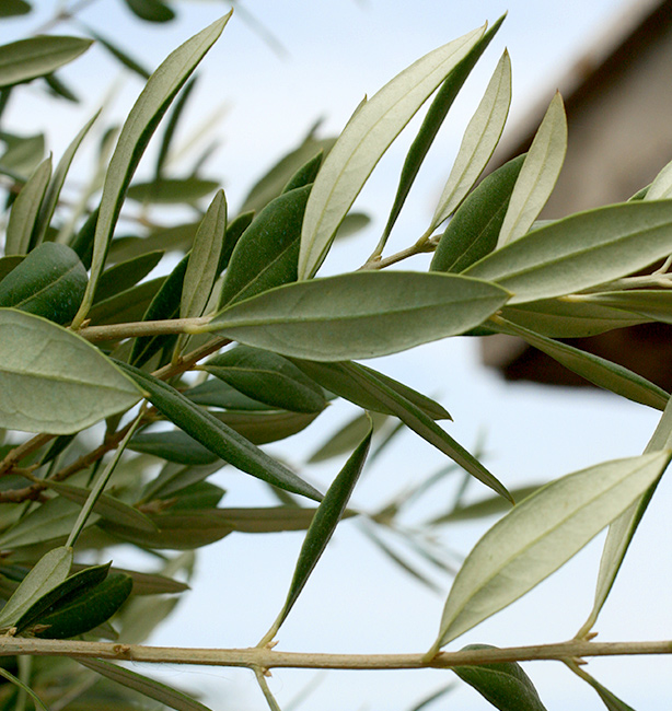 olivo itrana in vaso