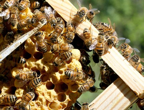 Le api di Monte Funicolo (seconda parte)