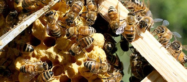 apicoltura Roma