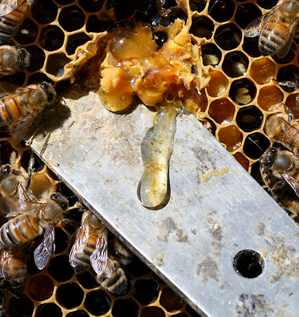 apicoltura naturale